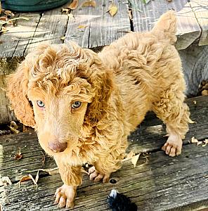 SMALL STANDARD POODLE PUPPIES