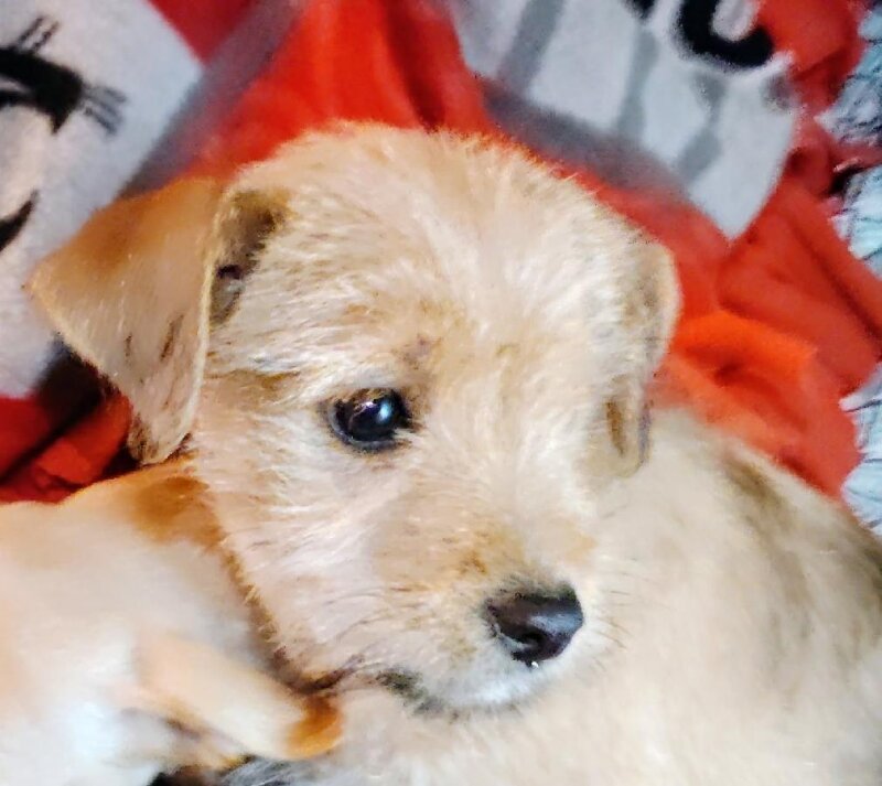 CAIRN CHIHUAHUA PUPPIES