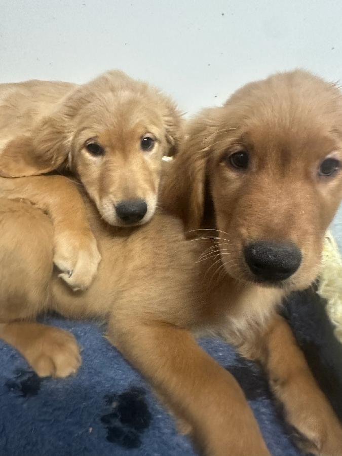 GENERATIONS OF QUALITY BREEDING AKC GOLDEN RETRIEVERS
