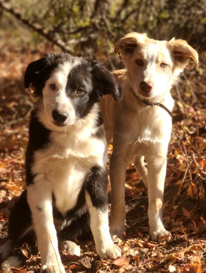 MALE BORDER COLLIE PUPPIES