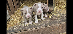 OLDE BOSTON BULLDOG PUPPIES