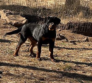 AKC REGISTERED ROTTWEILER PUPPIES 