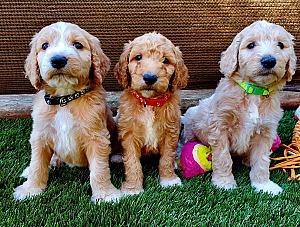 PRECIOUS F1B GOLDENDOODLES