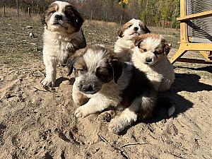 BORDER COLLIE/ GREAT PYRENEES PUPPIES 