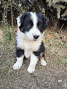 AUSTRALIAN SHEPHERD/ BORDER COLLIE PUPPIES 