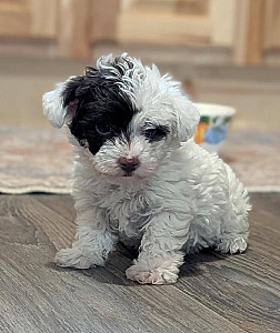 BEAUTIFUL TOY YORKIE POO PUPPY