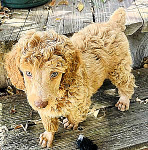 SMALL STANDARD POODLE PUPPIES