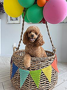 SWEET, 3 YEAR OLD POODLE NEEDS LOVING HOME