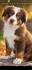 BEAUTIFUL AKC MINIATURE AMERICAN SHEPHERD, ONE BOY LEFT!
