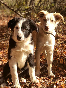 MALE BORDER COLLIE PUPPIES