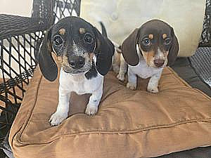 MINIATURE FEMALE DACHSHUND 