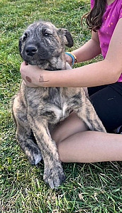 PUREBRED IRISH WOLFHOUND PUPPIES