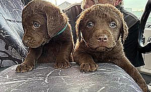 AKC CHESAPEAKE BAY RETRIEVERS 