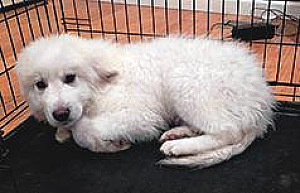 AKBASH PYRENEES PUPPIES