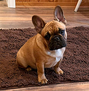 AKC FRENCH BULLDOG FEMALE PUPPY