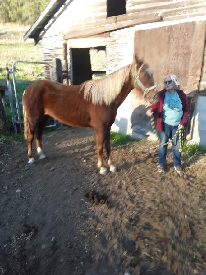 BEAUTIFUL SMALL HORSE 14HH