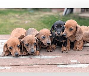 BEAUTIFUL MINI DACHSHUND PUPPIES 