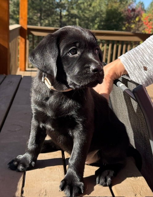 AKC BLACK FEMALE LAB PUPPIES