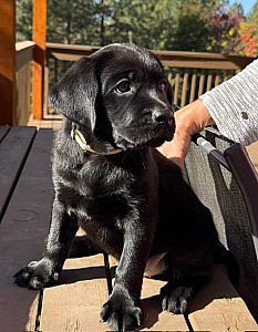 AKC BLACK FEMALE LAB PUPPIES