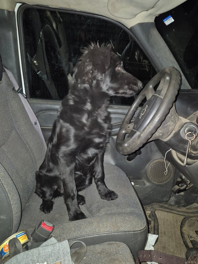 FOUR MONTH BLACK FEMALE PUPPY 