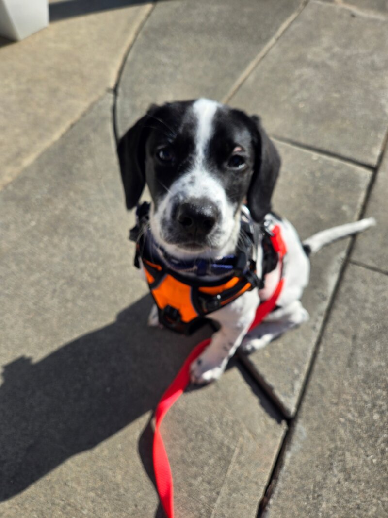 MALE BORDER COLLIE/ POINTER 