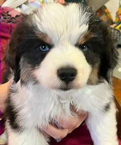 CHAMPION SIRED MINITURE AMERICAN SHEPHERD PUPPIES