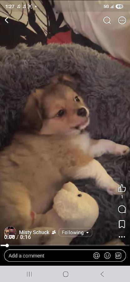 CHIHUAHUA/ SHIH TZU PUPPY