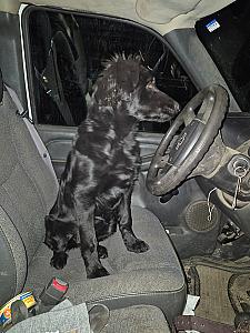 FOUR MONTH BLACK FEMALE PUPPY 