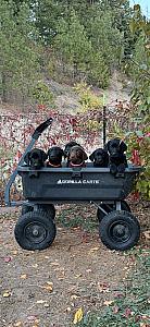 AKC LABRADOR RETRIEVER PUPPIES