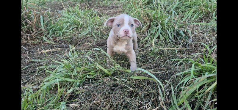 OLDE BOSTON BULLDOG PUPPIES