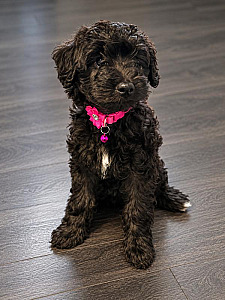 PRICE REDUCED F1BB AUSSIEDOODLE PUPPIES