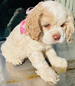 COCKER SPANIEL PUPPIES 