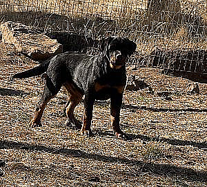 AKC REGISTERED ROTTWEILER PUPPIES 