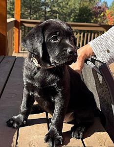 AKC BLACK FEMALE LAB PUPPIES