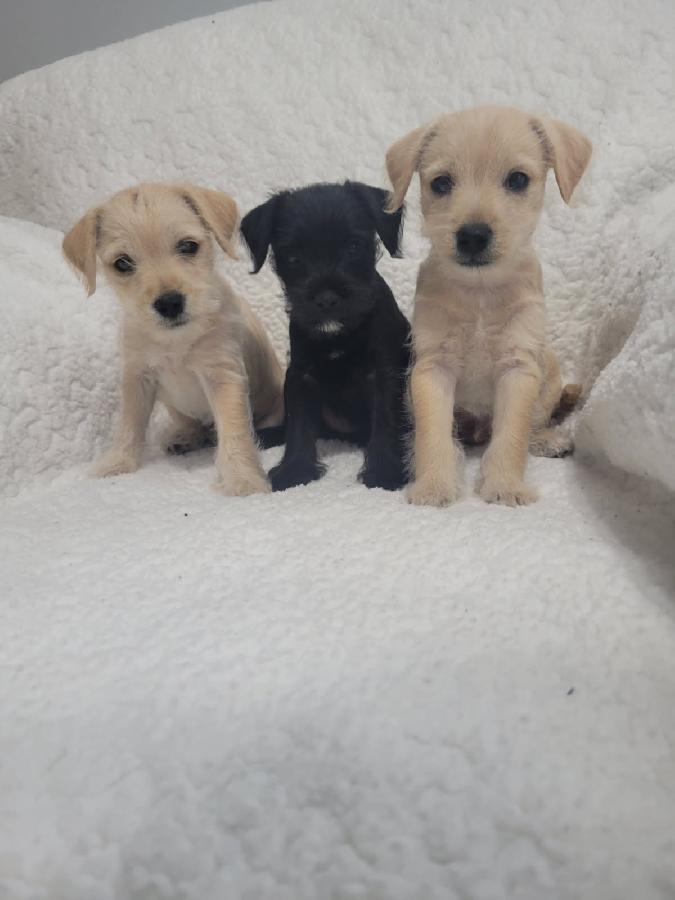 JACK RUSSELL / SCHNAUZER PUPPIES