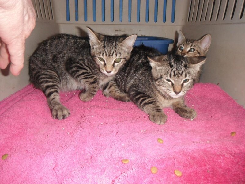 SWEET ADORABLE LOVING MALE KITTENS