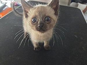 VERY FRIENDLY KITTENS 