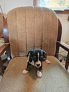 SMALL MIX BREED PUPPIES 