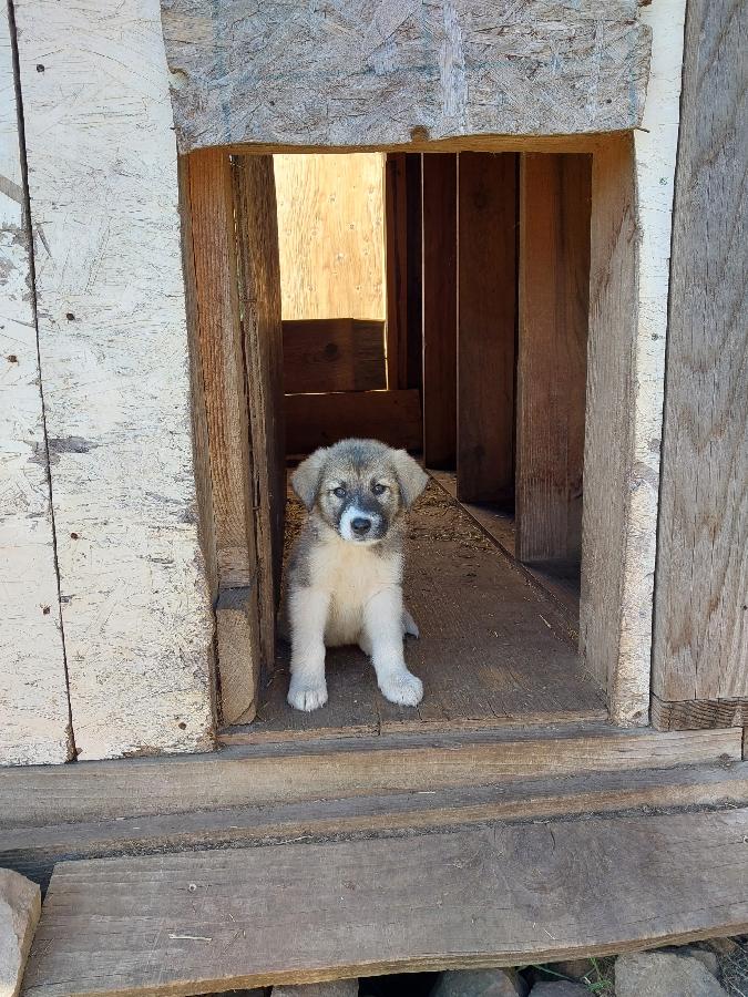 PYRENEES/ ANATOLIAN FEMALE PUPPY 