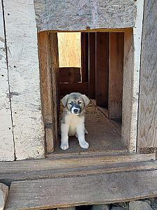 PYRENEES/ ANATOLIAN FEMALE PUPPY 