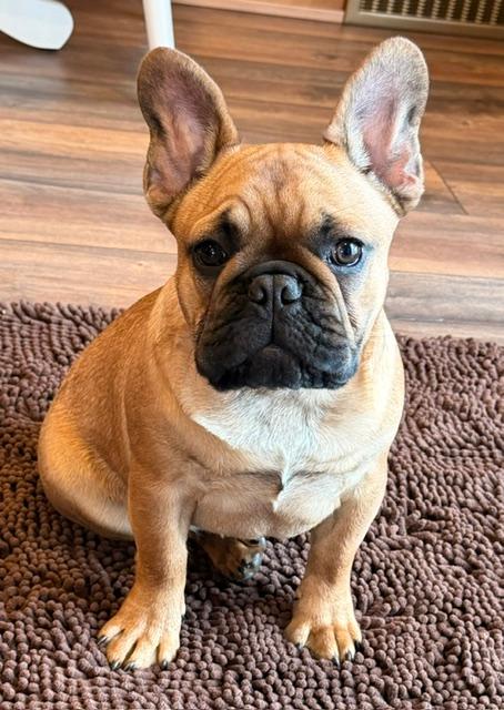 AKC FRENCH BULLDOG PUPPIES