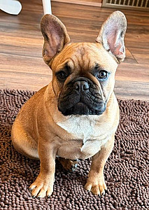 AKC FRENCH BULLDOG PUPPIES