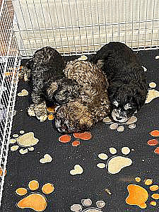 MINI SCHNAUZER PUPPIES 