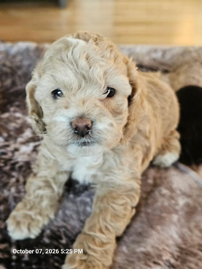 MINI COCKAPOO PUPPIES
