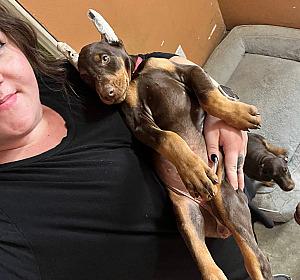AKC DOBERMAN PINSCHER PUPPIES 