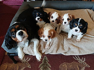 SALE PRICE! PUREBRED KING CHARLES CAVALIER TOY SPANIELS