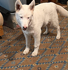 MALAMUTE HYBRID PUPPY