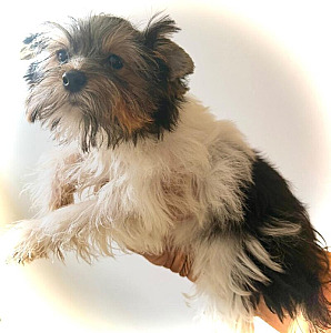 ADORABLE BIEWER TERRIER PUPPIES