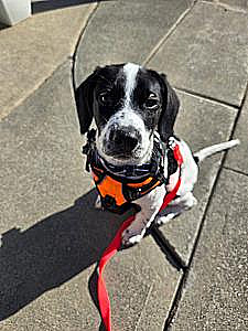 MALE BORDER COLLIE/ POINTER 