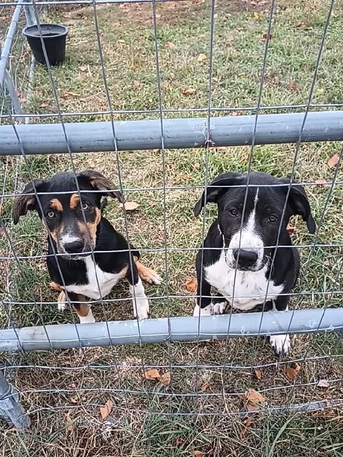 BORDER COLLIE CATAHOULA CROSS PUPPIES